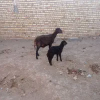 یک راس میش بره دار
