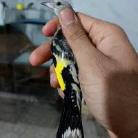 جوجه سهره سر و کله دار اصفهان
