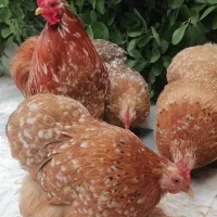 مرغ و خروس خاص و خوشگل، کوشین
