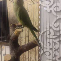 طوطی ملنگو سخنگو ۳ماهه نر