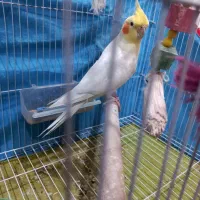 عروس هلندی