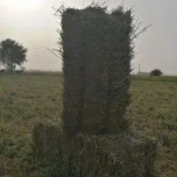 ینجه