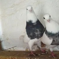 شازده طوقی کله ای