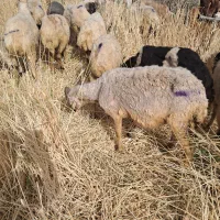میش|حیوانات مزرعه|ماهان, |دیوار