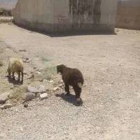 میش و بره بزرگ
