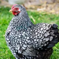 نیمچه مرغ ویاندوت