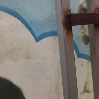 قالی