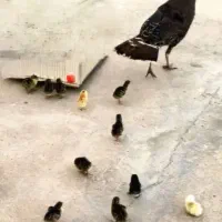 بو قلیون با نه تاوجوجه کاملا سالم سرحال