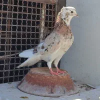 کبوترسرورپلاس طوقی سرخ الماسی کاکلی گل پنبه‌ای