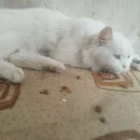 گربه پرشین