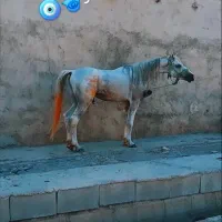 اسب عربی