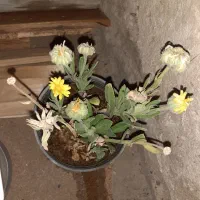 گل زیبا