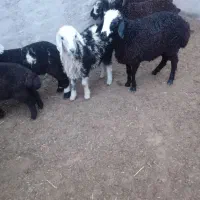 گوسفند میش بره دار