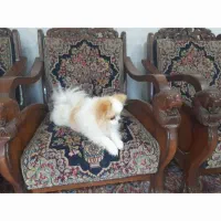 گمشده ....|حیوانات|کرمان, |دیوار