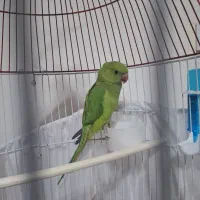 طوطی ملنگو 2 ماهه همراه با قفس