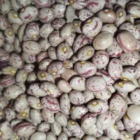 لوبیا چیتی تمیز بوجاری شده 390ت