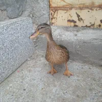اردک صحرایی ماده اصل اصل پروازی