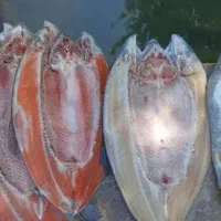 ماهی قزل الا