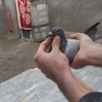 ماکت‌کبوتر