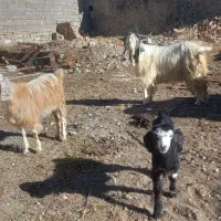 بز نر اصل