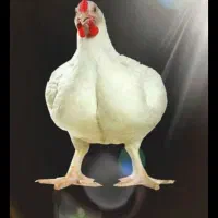 مرغ