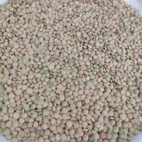 عدس امسال تازه