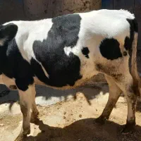 گوساله سیمینتال
