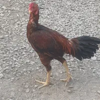 فروش پرنده خانگی       خروس