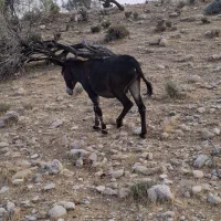 خر بخته عشایری