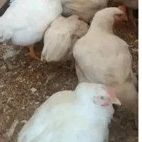 فروش مرغ زنده با دستگاه پرکن