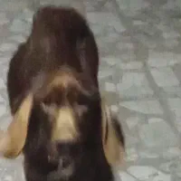 سگ شکاری پوینتر انگلیسی