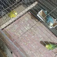 3 عددمرغ عشق نر