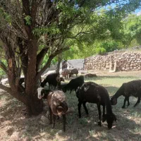 میش و بره