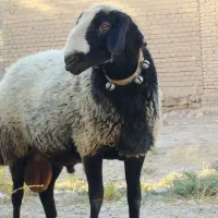 بزپاکستانی اصل ودورگ قیمت عالی