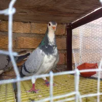 دمگیر شوخ