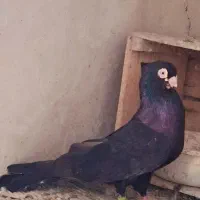 جفت زاغ صرب اروند کنار