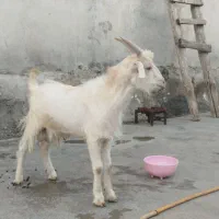 کهر پازن فروشی