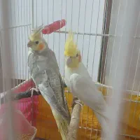 عروس هلندی لوتینو نروماده اماده تخم