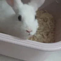 خرگوش