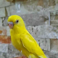 جوجه مرغ عشق تازه دونخور (رام و دستی)