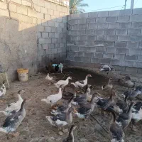 غاز|حیوانات مزرعه|سوسنگرد, |دیوار