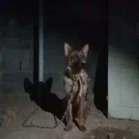 ژرمن