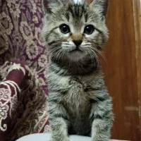 واگذاری گربه dsh