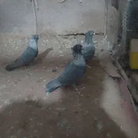 نقره ای سالار خوش تیپ جوان