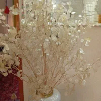 گل سکه ای