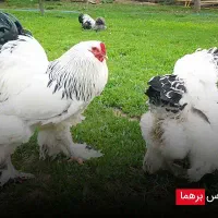 مرغ و خروس برهما