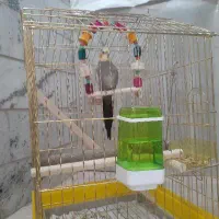 عروس هلندی