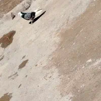 کبوتر|پرنده|خاوه, |دیوار