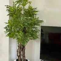 درختچه مصنوعی اقاقیا درخت اقاقیا با تنه طبیعی