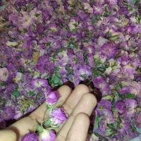 گل محمدی